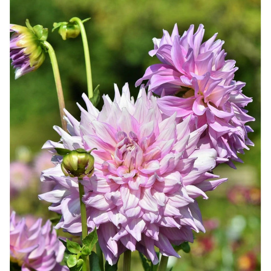 Bulbe de dahlia décoratif nain le thoureil sachet de 1 bulbe