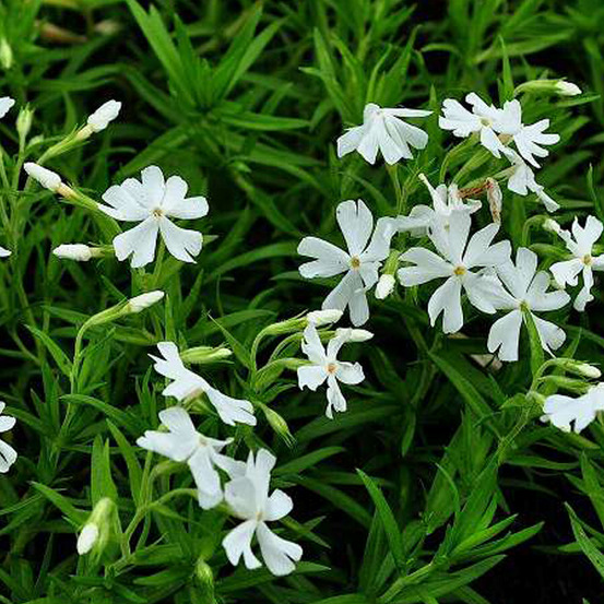 6 x phlox mousse 'calvides white' - phlox subulata 'calvides white' - godet 9cm x 9cm