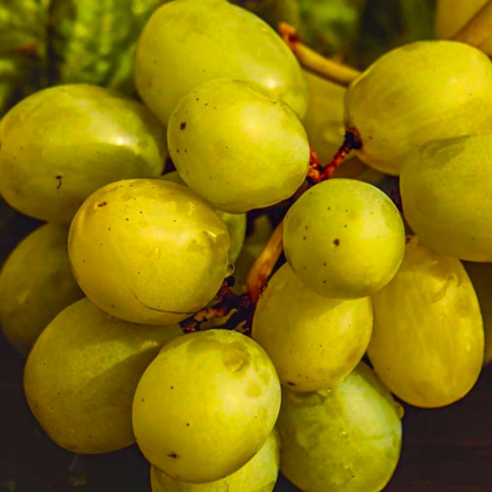 Kiwi Auto-fertile Solissimo® Renact…