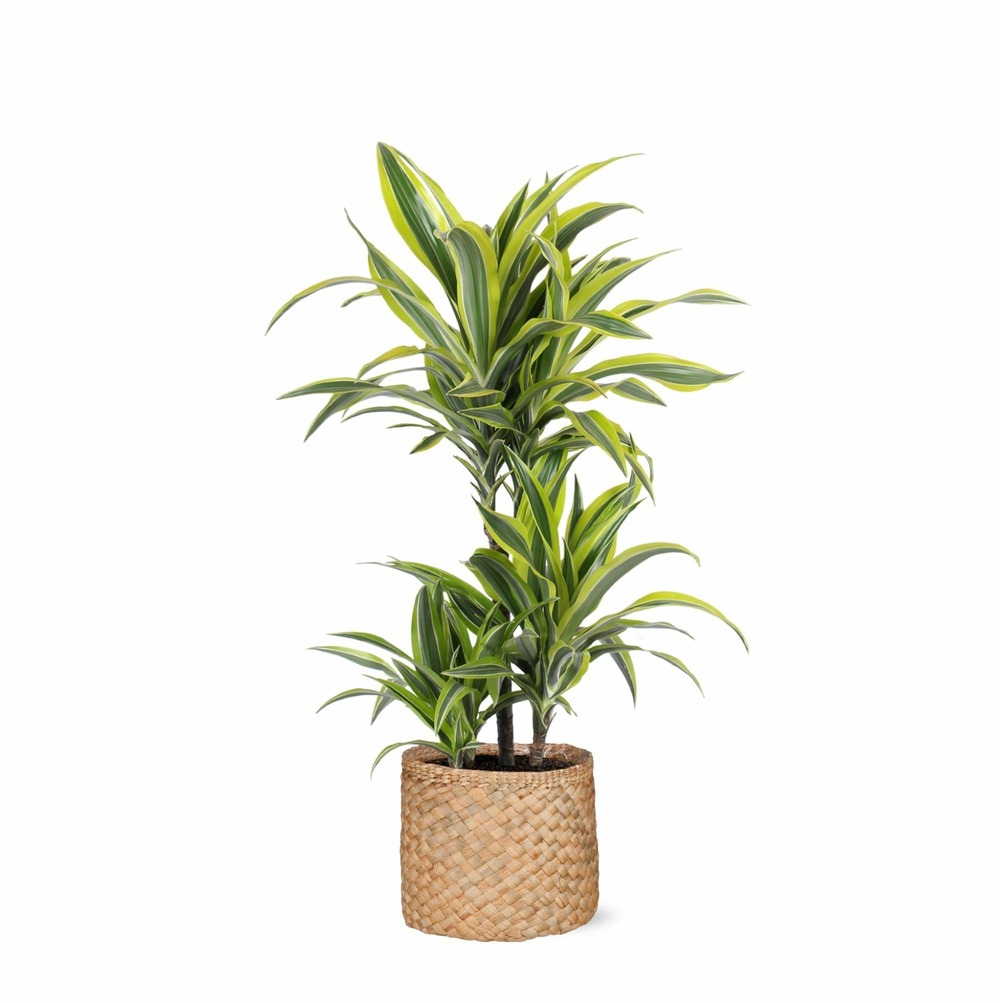 Dracaena lemon lime et son pot panier naturel - hauteur 65cm