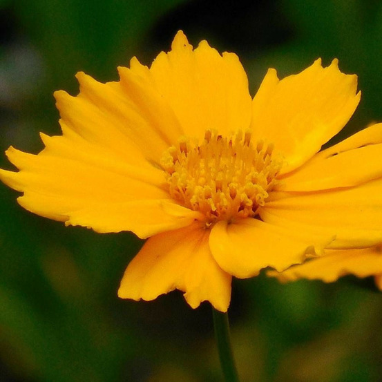 Coréopsis badengold, coréopsis à grandes fleurs lot de 9 godets