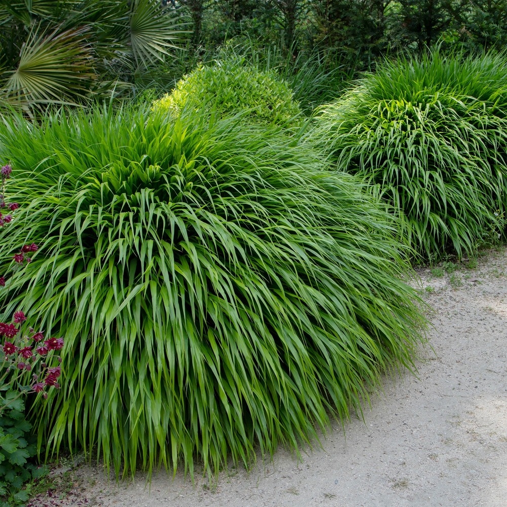 Herbe du japon - le pot / ø 9cm