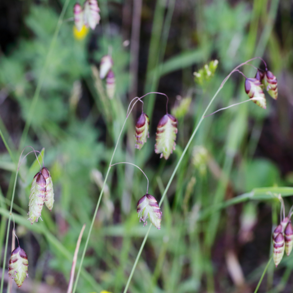 Brize intermédiaire zitterzebra - briza media zitterzebra 20/30 cm pot 3l