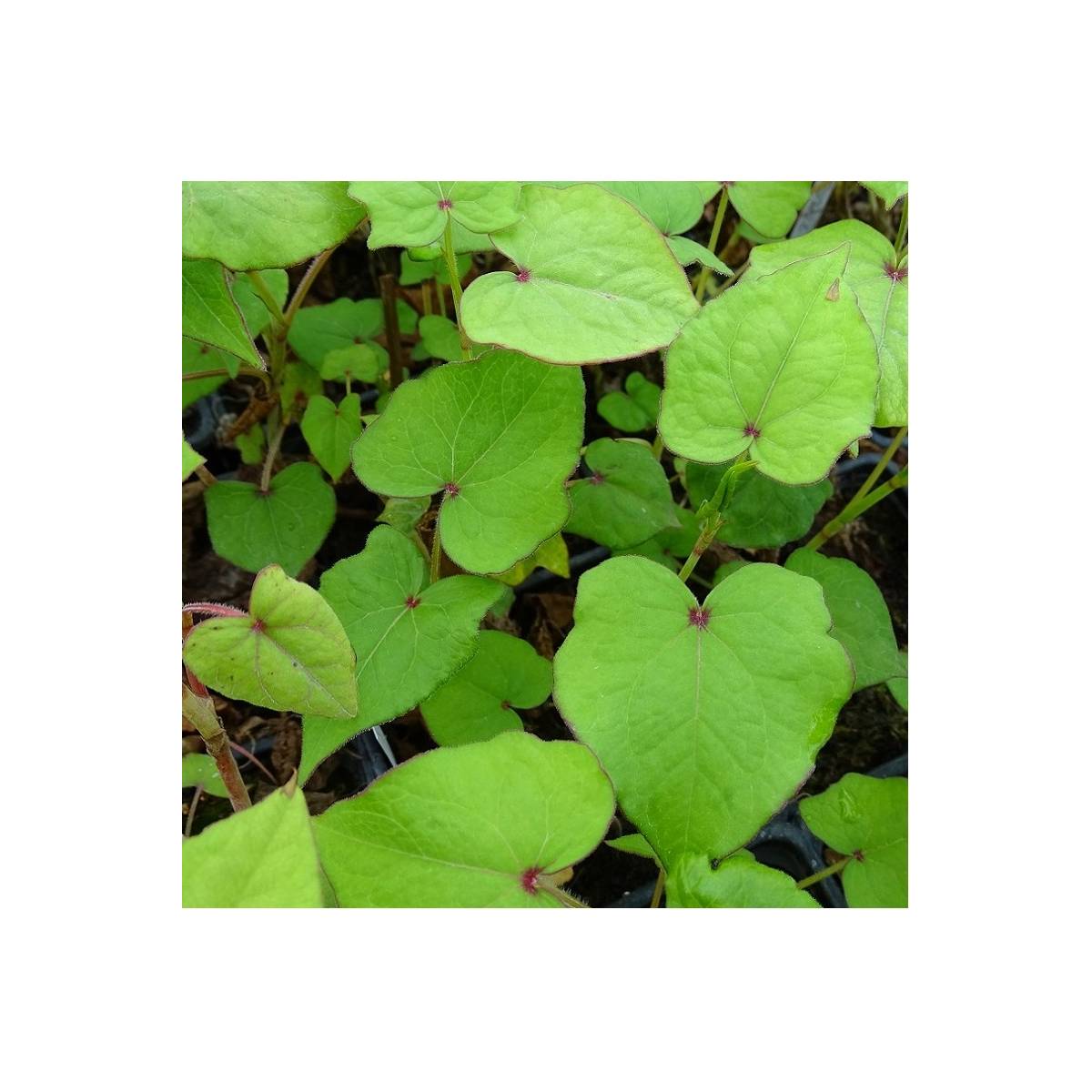 Epinard arbustif/fagopyrum dibotrys[-]godet - 5/20 cm