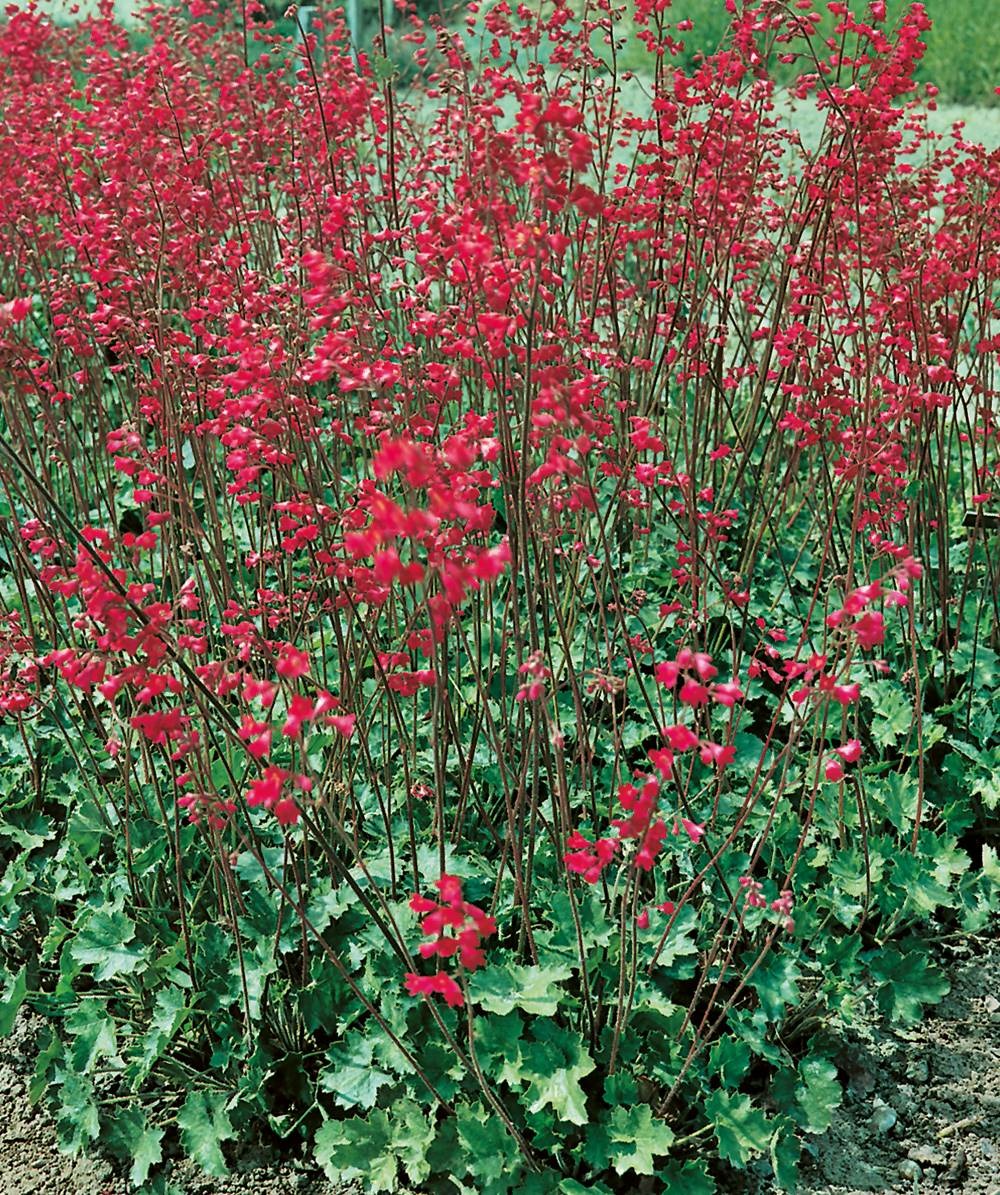 Heuchéra pluie de feu