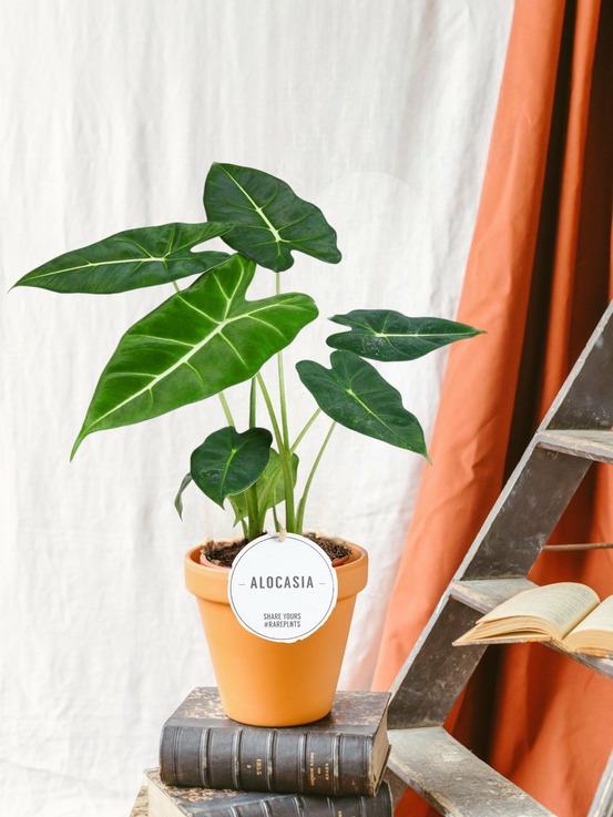 Alocasia frydek 35cm - plante d'intérieur x lot de 2 plantes