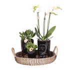 Ensemble de plantes complet home hub | plantes vertes avec orchidée phalaenopsis blanche