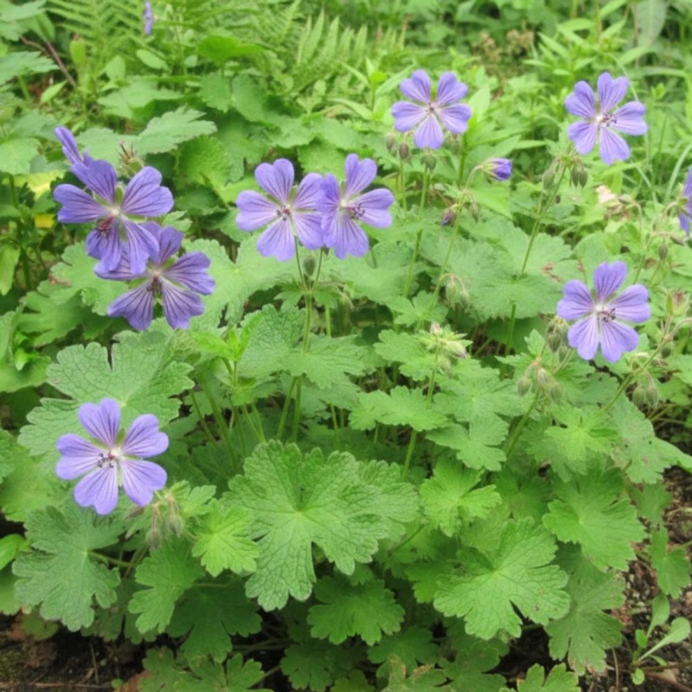 Géranium vivace terre franche lot de 3 godets