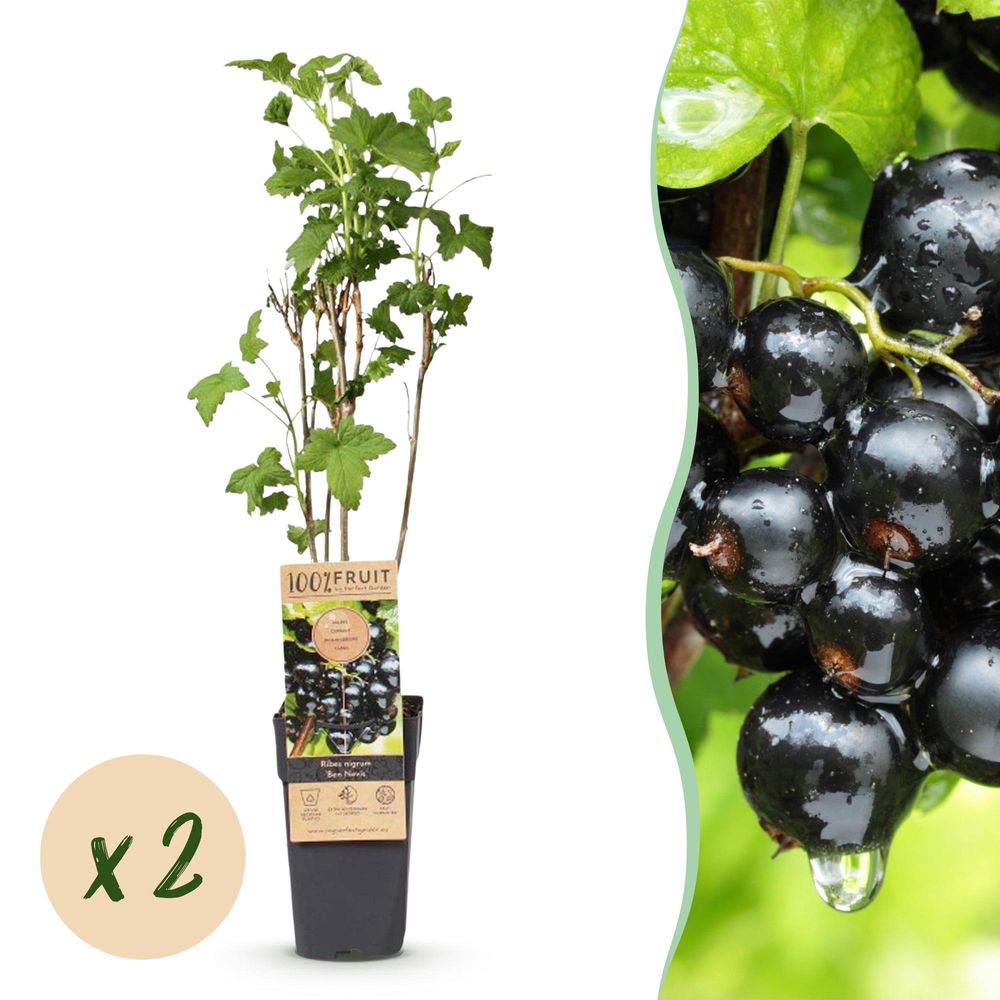 Cassissier 'ben nevis' - pot 15 cm - hauteur 50 cm