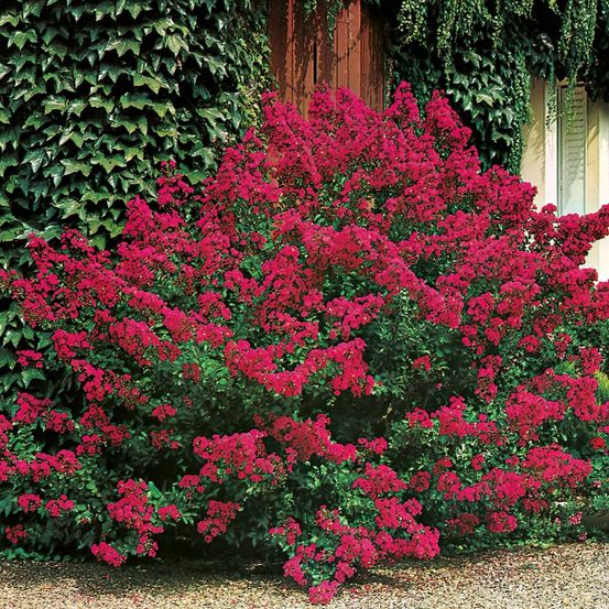 Lagerstroemia a fleurs rouges - le godet