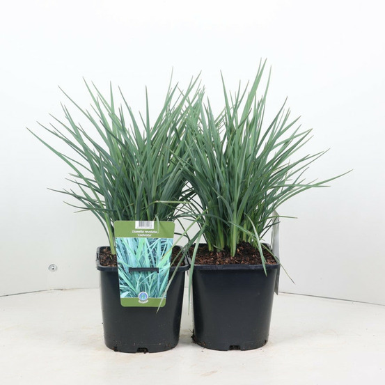 Dianella coolvista - dianella revoluta coolvista 30/40 cm pot 2l