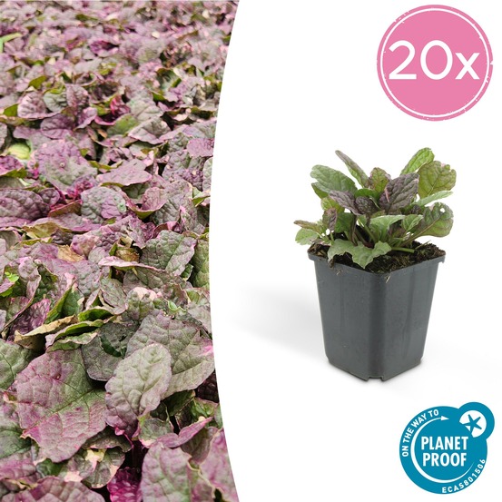 Bugle rampant 'burgundy glow' x20 – entre 1,25 et 1,67m2