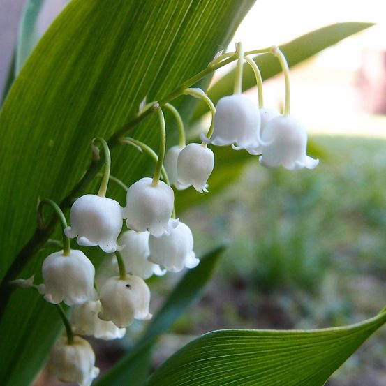 Muguet 'doreen' godet de 8/9 cm