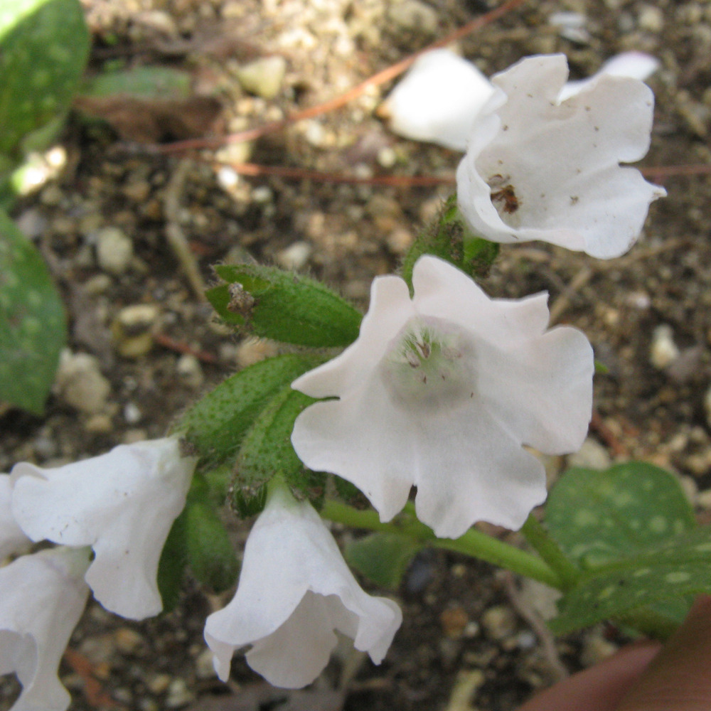 Pulmonaire officinale 'sissinghurst white' godet de 8/9 cm