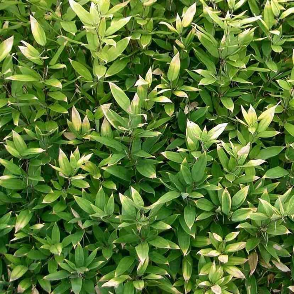 Shibataea kumasaca pot de 2 litres - 5/20 cm