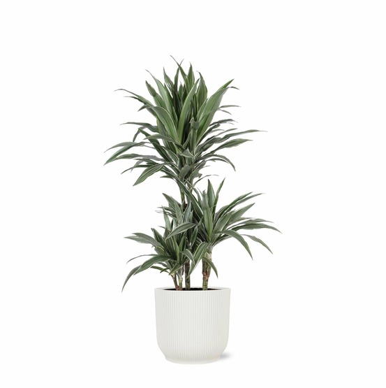 Dracaena warneckii et son pot relief blanc - hauteur 65cm