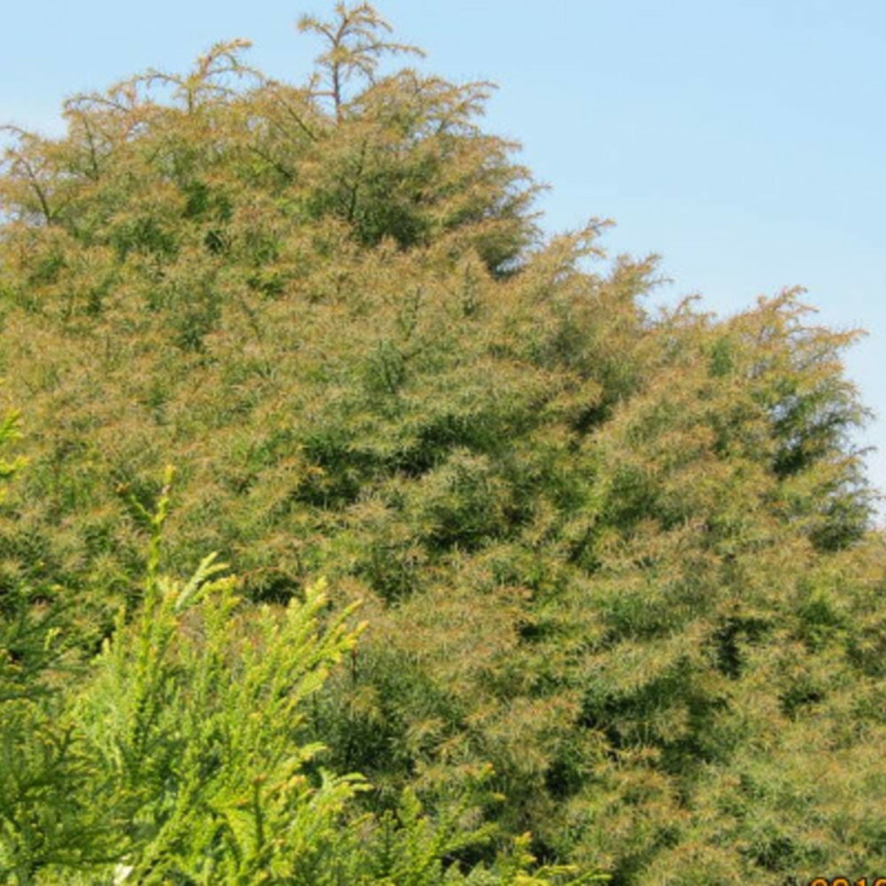 Cèdre du japon elegans, cryptomeria pot de 12l - 80/100 cm