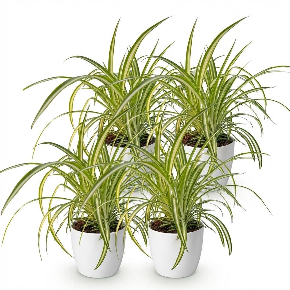 Chlorophytum comosum variegatum - pet-friendly - plante araignée - pot de 12cm - hauteur 20-30cm