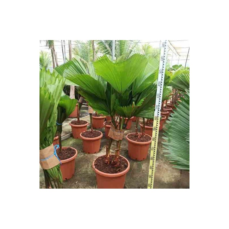 Licuala grandis (palmier cuillère) taille pot de 3 litres - 30/40cm