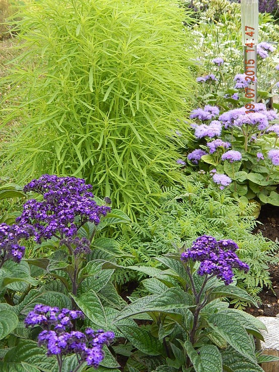 Héliotrope 'marine' le sachet de 150 graines environ (0,1g)