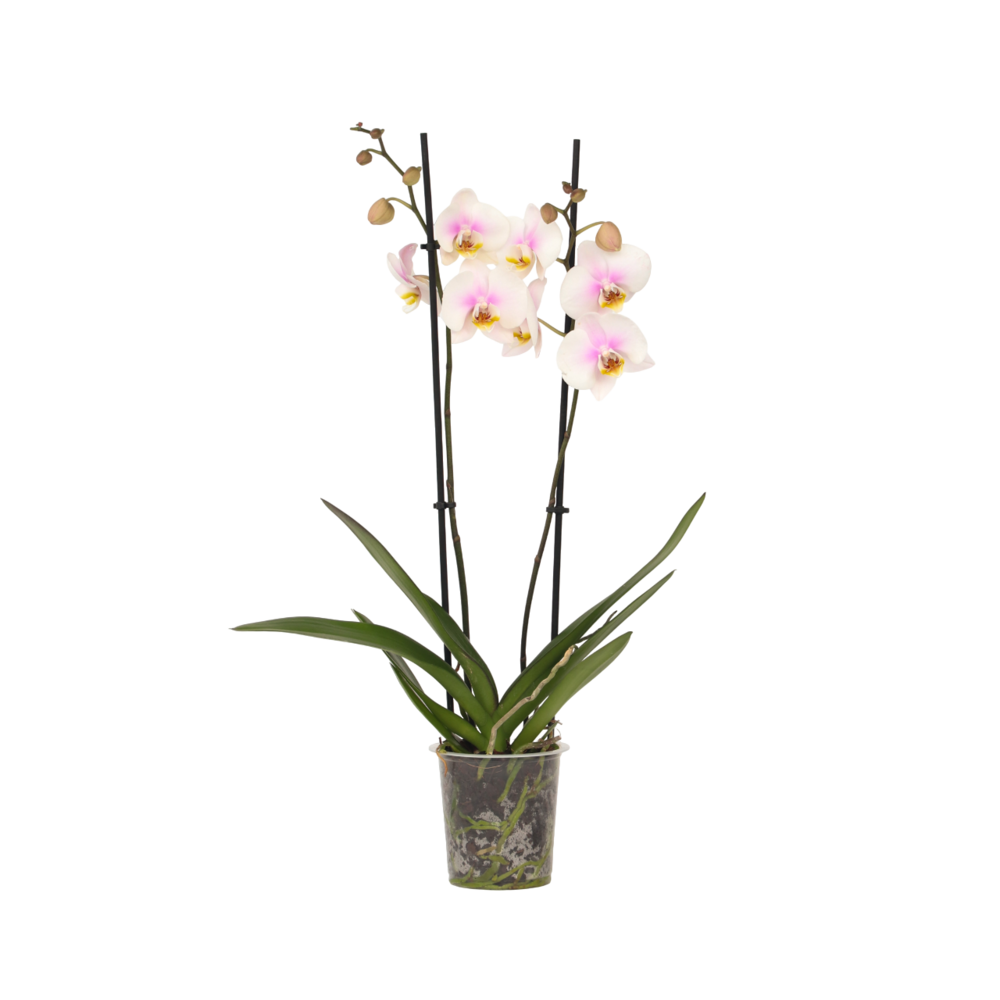 Orchidée papillon - phalaenopsis - hauteur 50-60cm - ⌀12cm