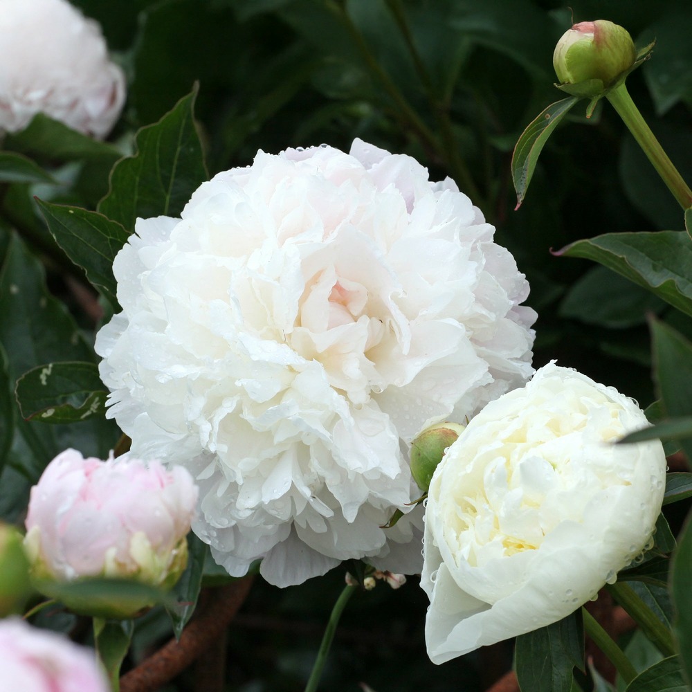Pivoine duchesse de nemours - le pot / ø 11cm, vendu par lot de 2