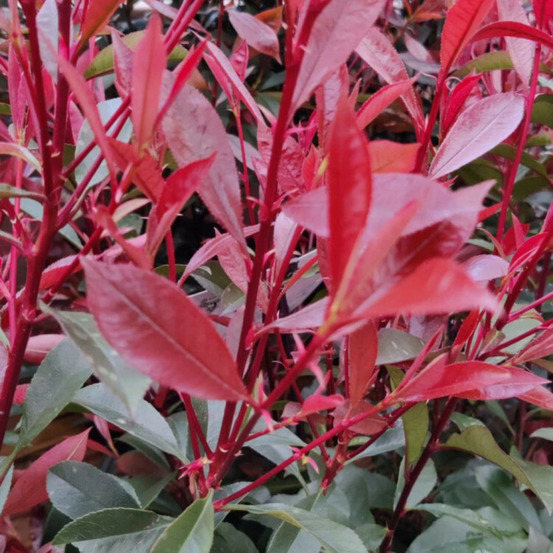 Photinia carré rouge - photinia fraseri carré rouge en pot 3l 40/50cm