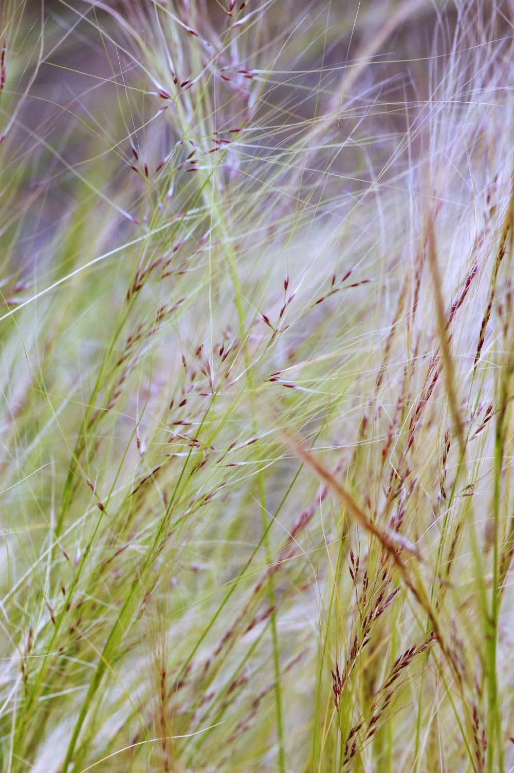 Stipa 'pony tails' - en pot de 3 litres
