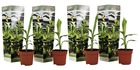 Musa basjoo - set de 4 - plante bananier - jardin - pot 9cm - hauteur 25-40cm