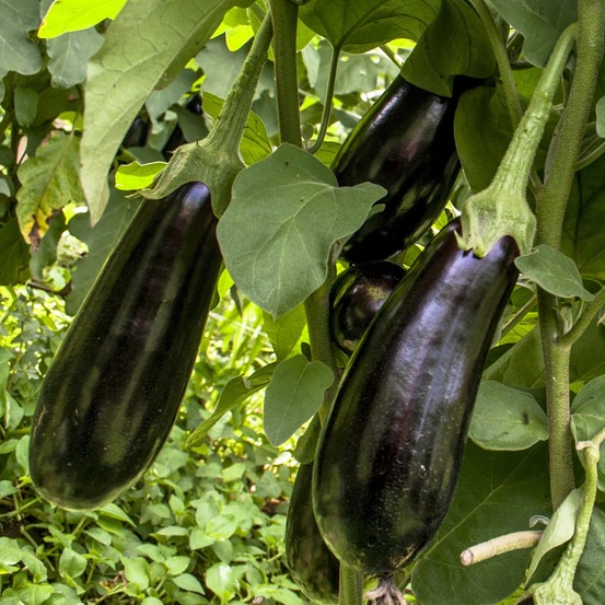 3 plants d'aubergine baluroi f1 - les 3 plants / ø 10.5cm