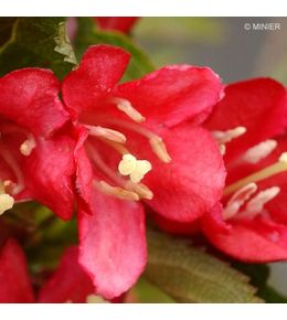 Weigelia 'nain rouge'® pot de 3l/4l
