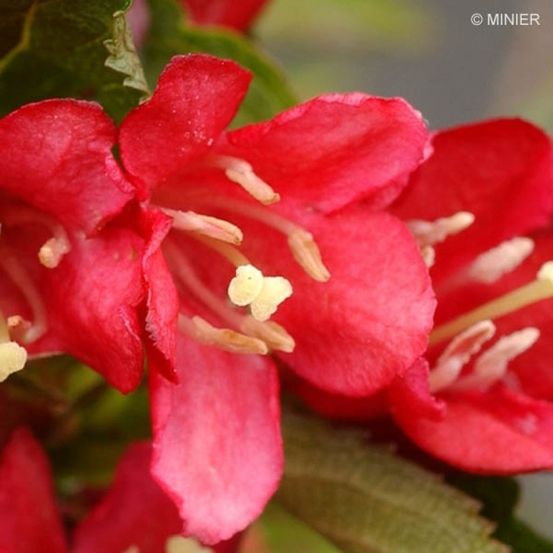 Weigelia 'nain rouge'® pot de 3l/4l