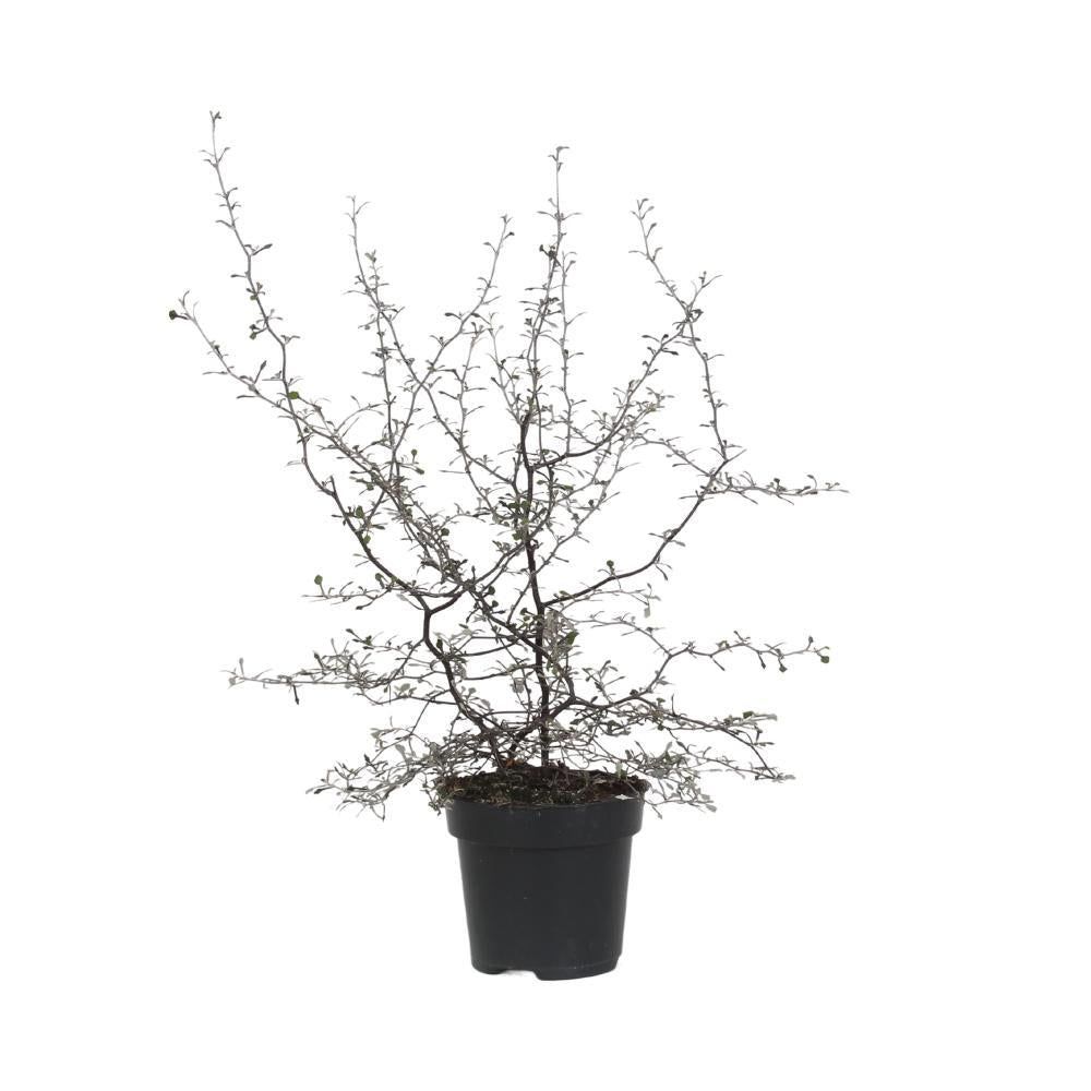 Corokia cotoneaster | Truffaut