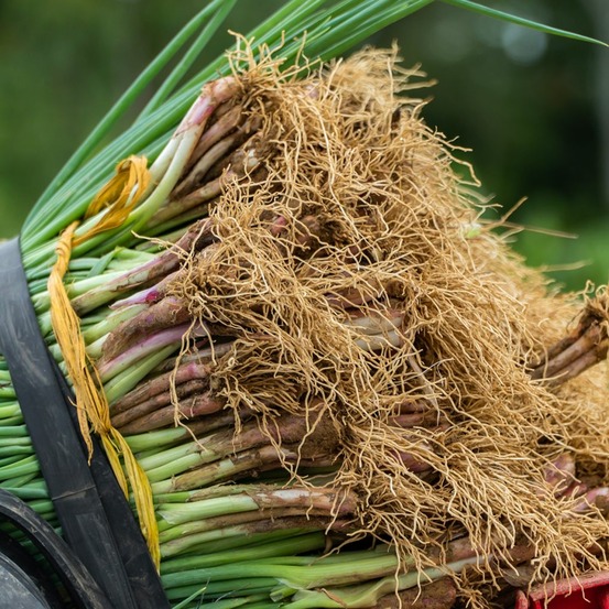 Ciboule rouge le sachet de 600 graines environ (1,5g)