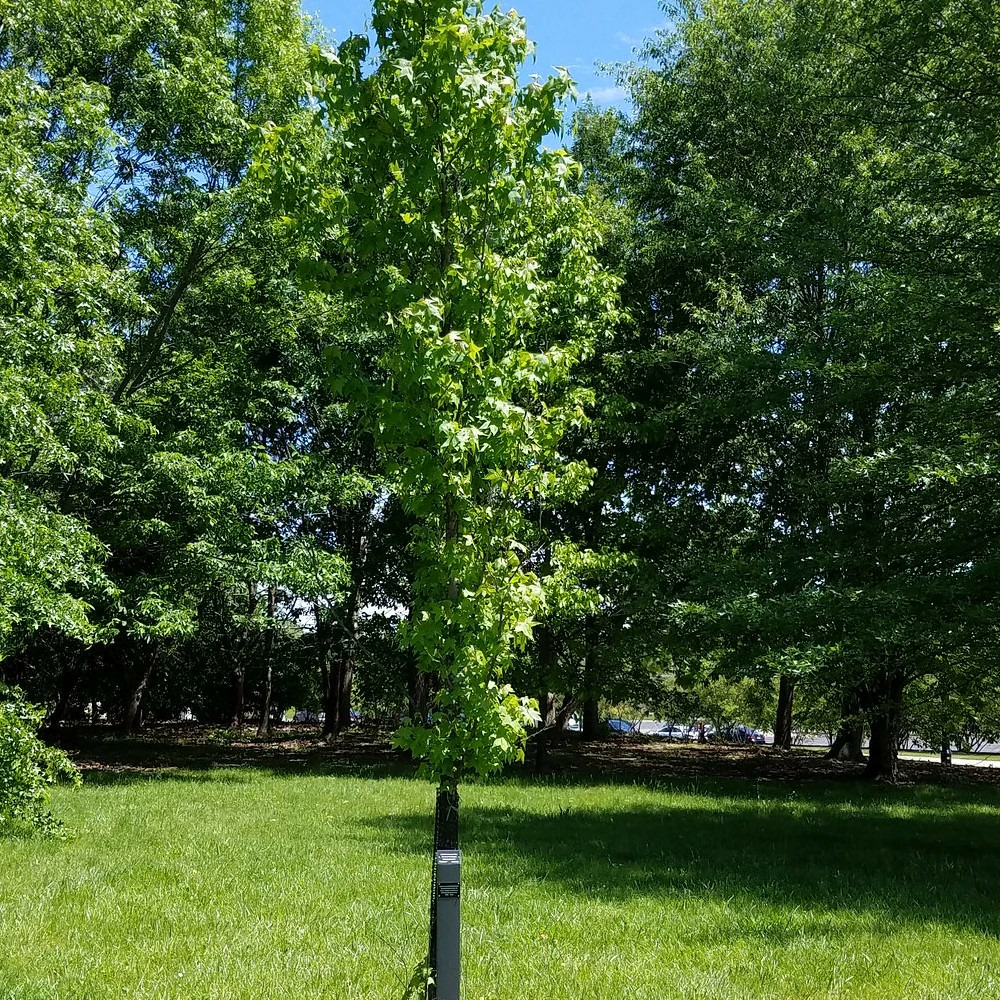 Copalme d'amérique slender silhouette, liquidambar pot de 15l - baliveau