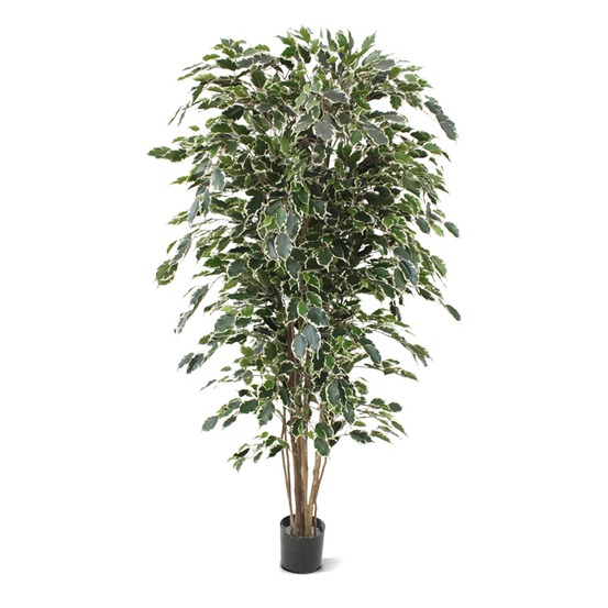 Ficus artificielle exotica deluxe 180 cm panaché