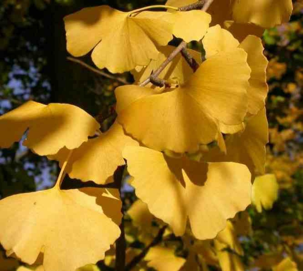 Ginkgo biloba (arbre aux quarante écus) pot de 3 litres - 30/40cm