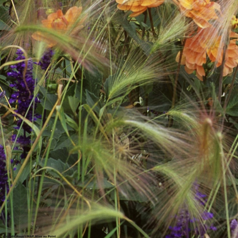 Orge à crinière godet de 8/9 cm