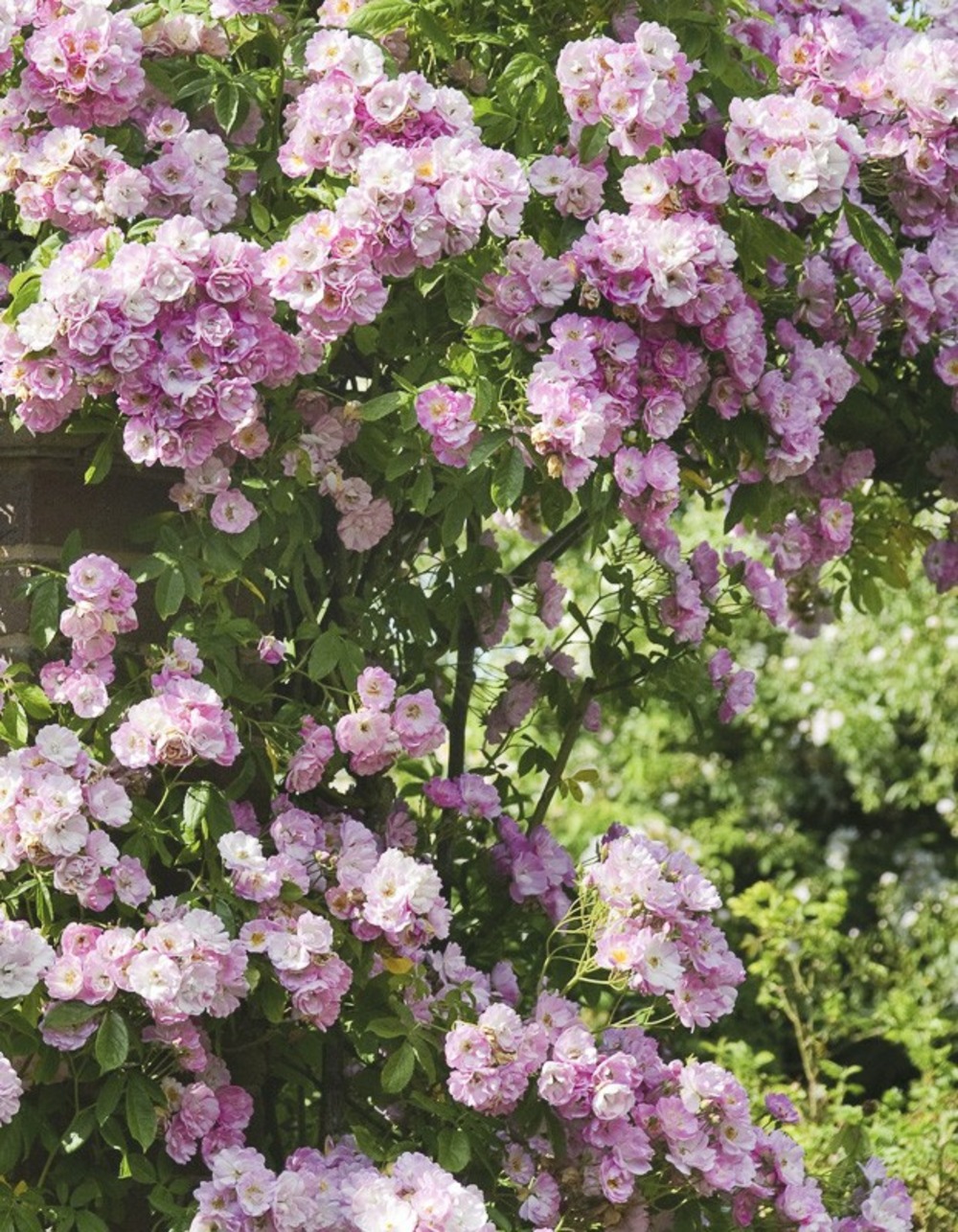 Rosier 'blush rambler' pot de 4l/5l