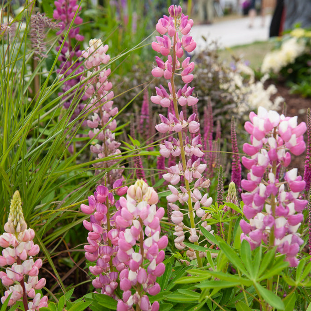 Lupin gallery pink - le pot / ø 9cm, vendu par lot de 4