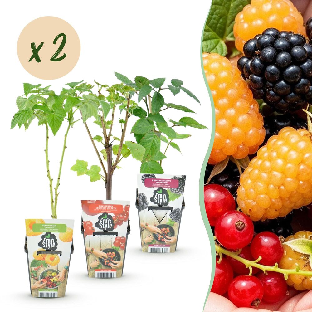 Groseillier - lot de 6 - pot 9 cm - hauteur 35 cm