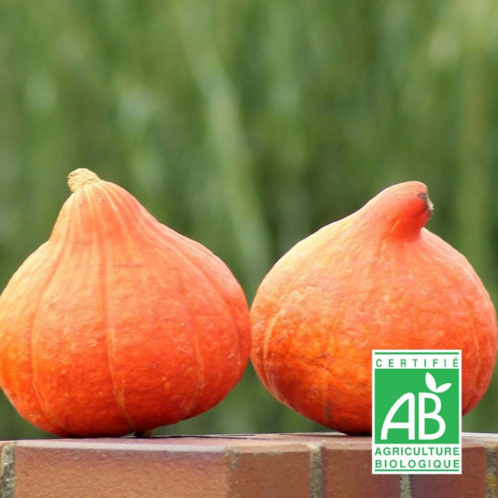 Graines de potimarron uchiki kuri - sans traitement - vilmorin sachet