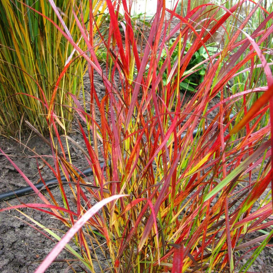 Panic érigé kurt bluemel lot de 5 godets