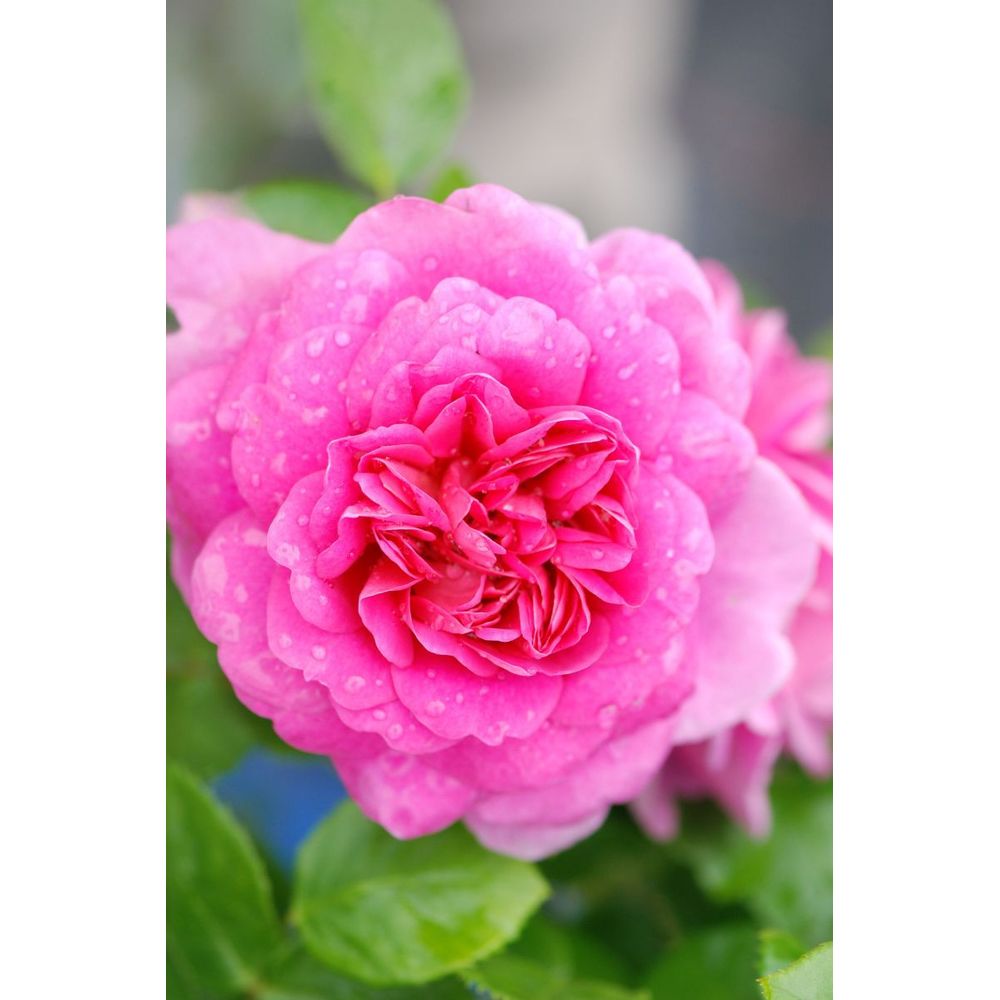 Rosier david austin 'princess ann ?' - en pot de 5 litres