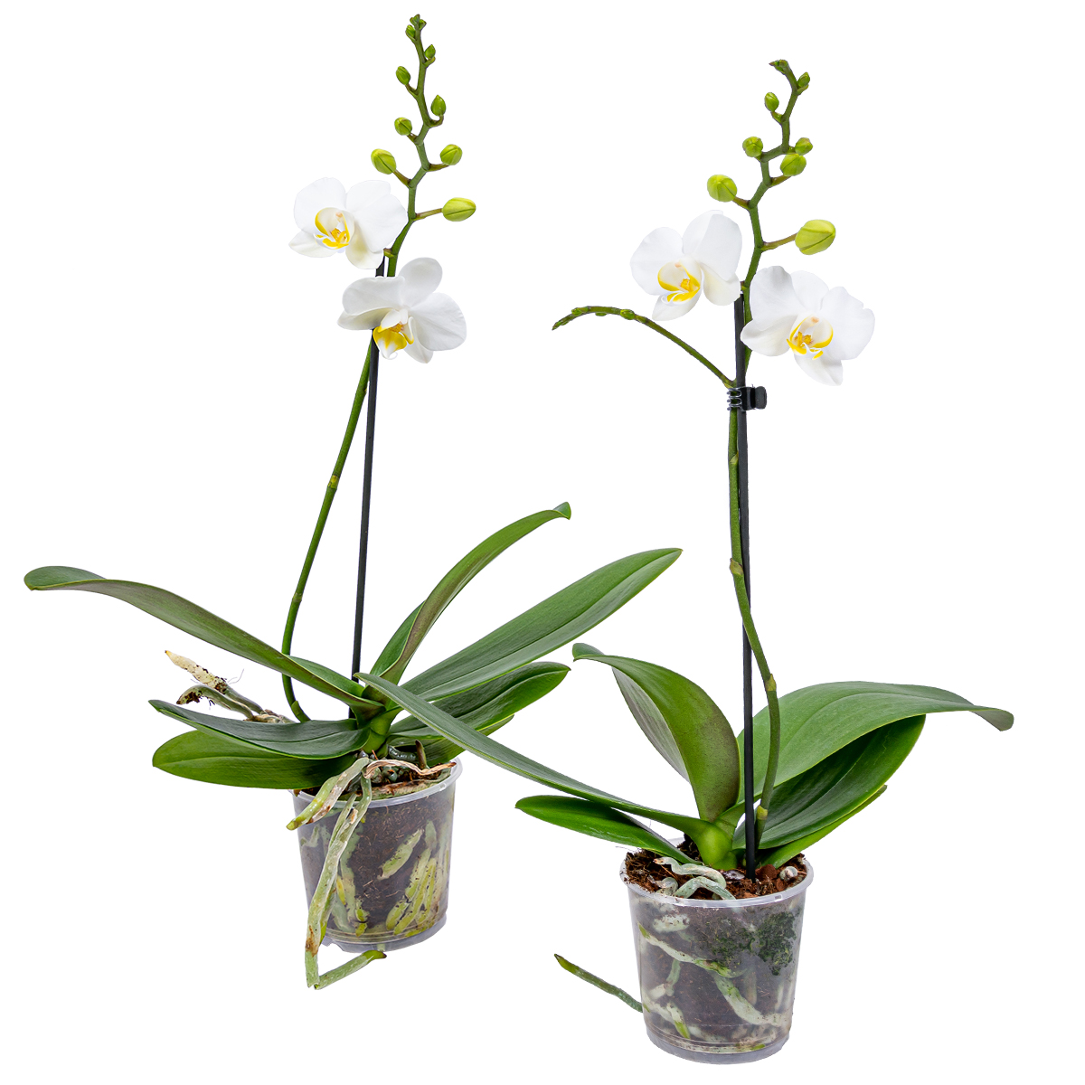 Orchidée - phalaenopsis blanc lot de 2 - plante d’intérieur en pot de culture ⌀9 cm - ↕40 cm
