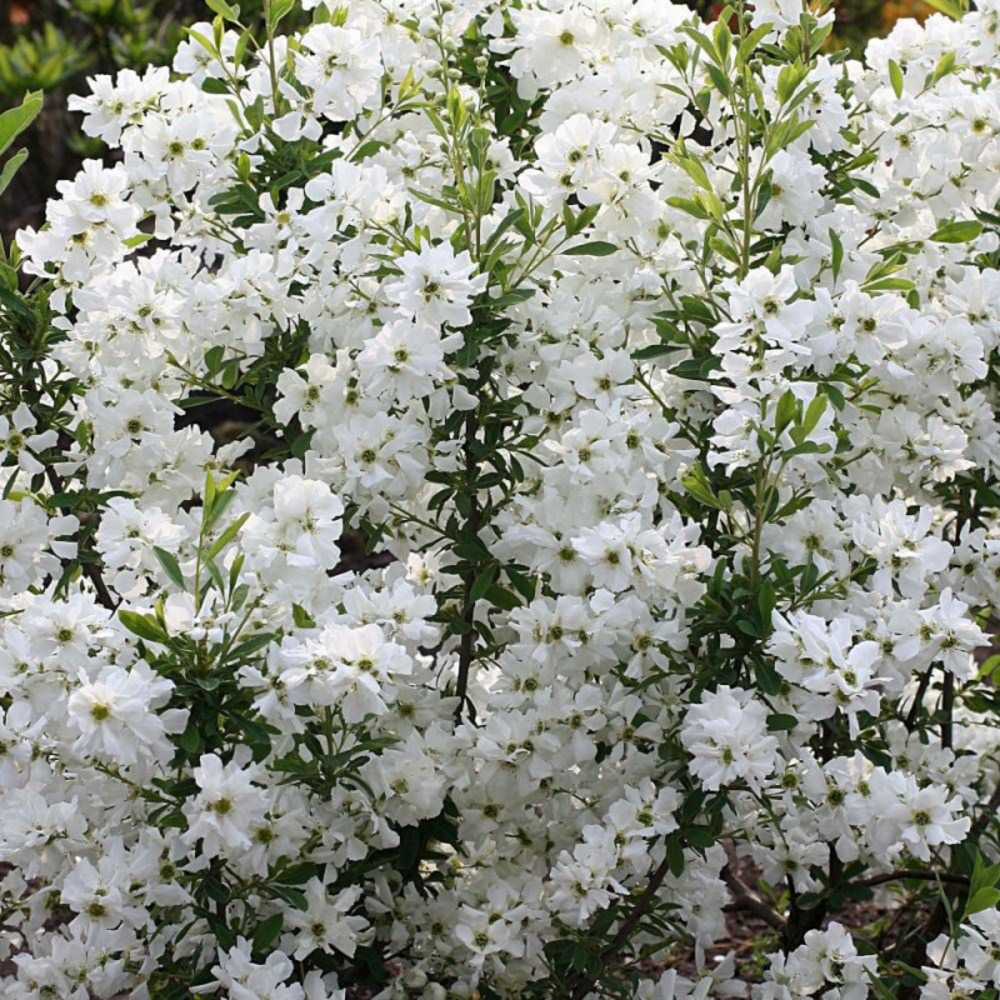Arbre aux perles magical springtime® 'kolmaspri', exochorda, exocorde godet - 5/20 cm
