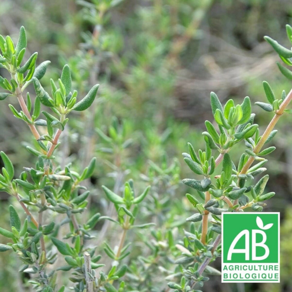 Thym commun vulgaris - sans traitement godet - 5/20 cm