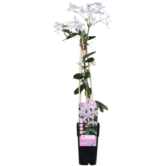 Clematis armandii apple blossom - clã©matite ã feuilles persistantes rose clair - h65 cm - ø15 cm