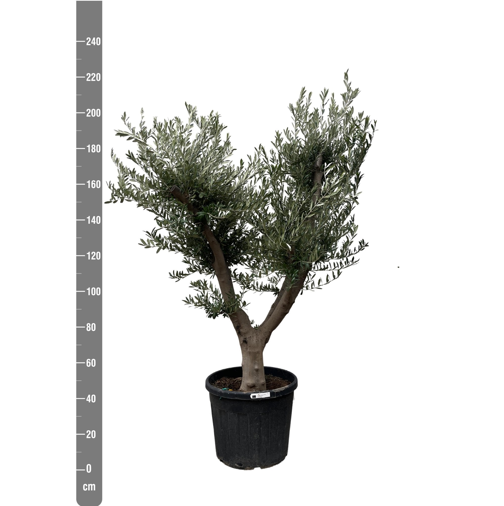 Olivier bonsai - ↨225cm- ø60 - arbre fruitier