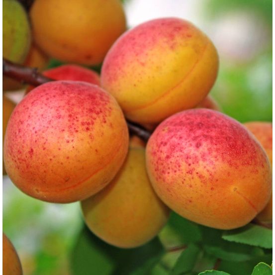 Abricotier polonais - le scion greffe